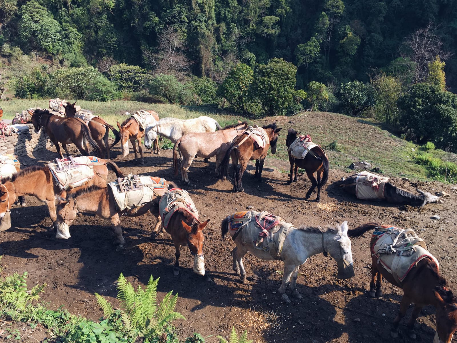 Khopra Ridge & Tatopani Trek trek photo 7