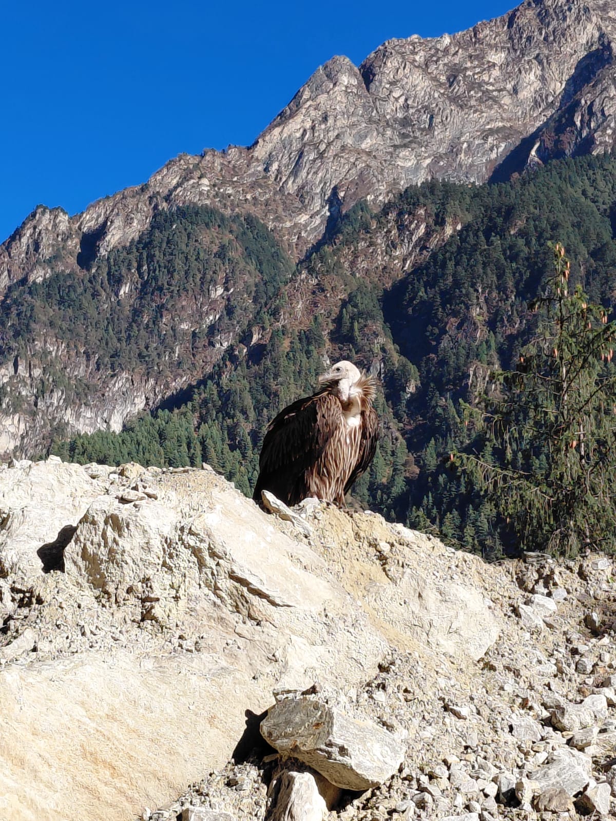 Nar Phu Trek trek photo 4