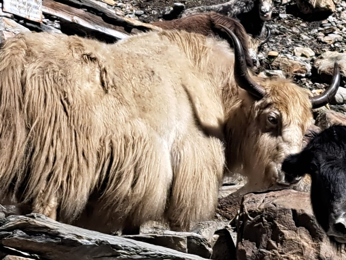 Nar Phu Trek trek photo 7