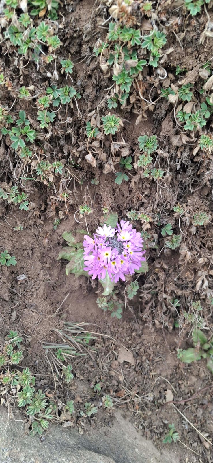 Tsum Valley Trek trek photo 3